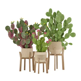 Prickly Cactus Set